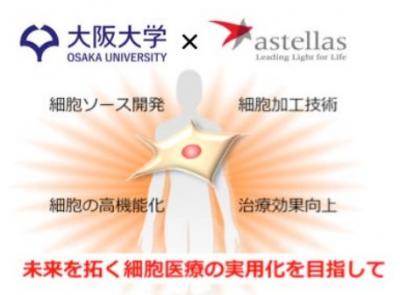 大阪大学とアステラス製薬 次世代細胞医療の共同研究講座を設置 臨床検査技師 Mt 求人 募集転職情報 検査技師人材バンク